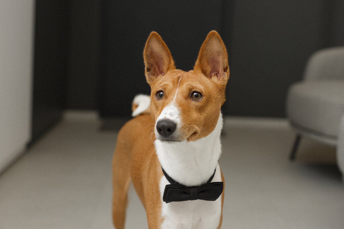 Нортон - член команды Diamond Ray