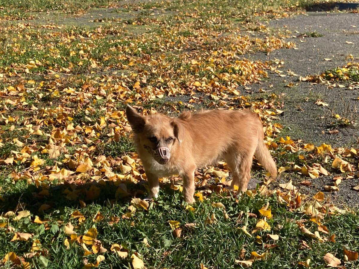 Осенняя собака на прогулке испепеляет меня взглядом за то, что надела на него намордник, не дающий ему возможность искать и подбирать в траве "вкусняшки" 😂 (фото мое)