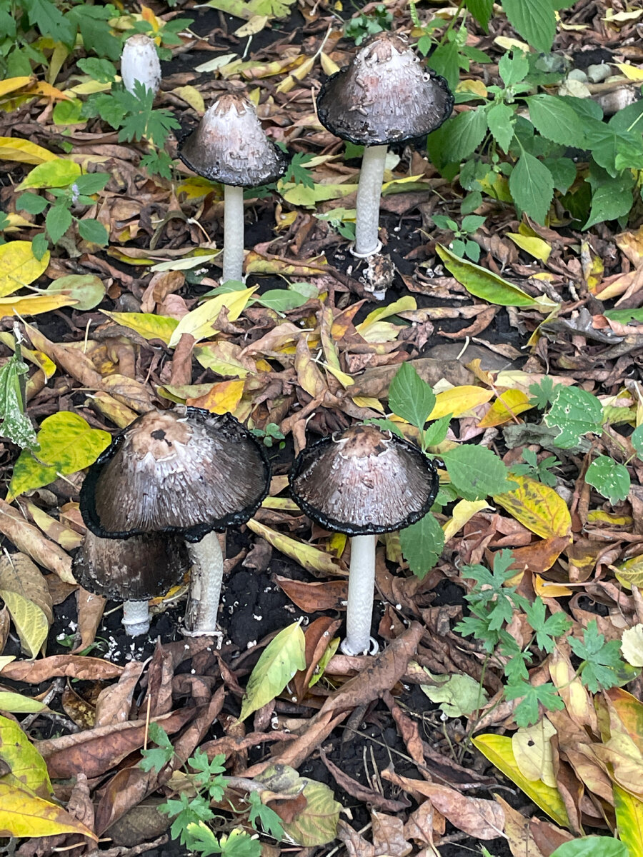 Фото автора. Грибы растут за домом, поганки конечно)