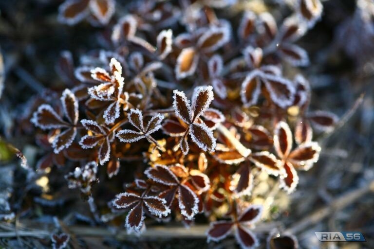    В ночь на 18 октября в Оренбуржье будет слабый туман и заморозки Кристина Просвиркина