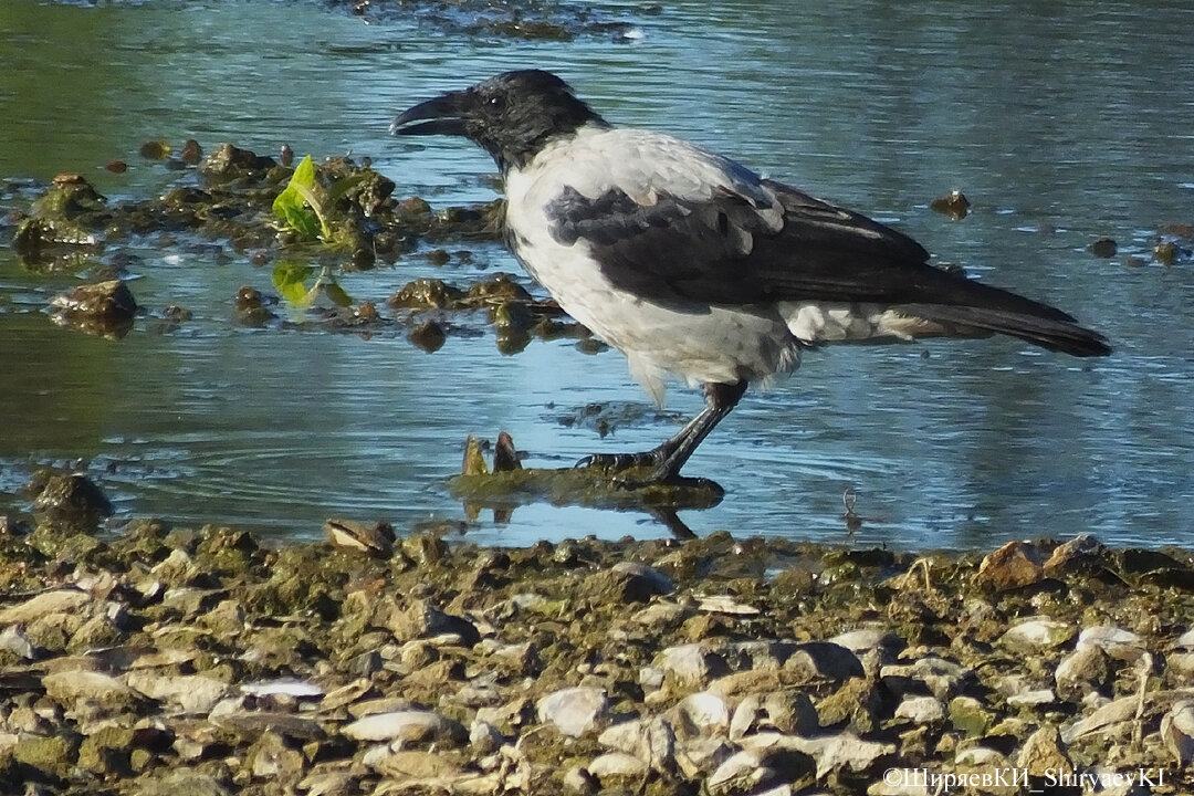 СЕРАЯ  ВОРОНА