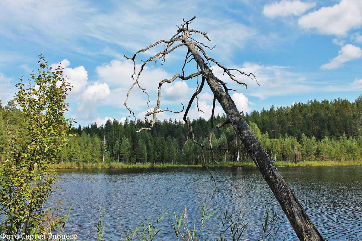 Озеро Питкяярви (Pitkäjärvi) и его тайны | Сергей Рябцев. Записки  путешественника | Дзен