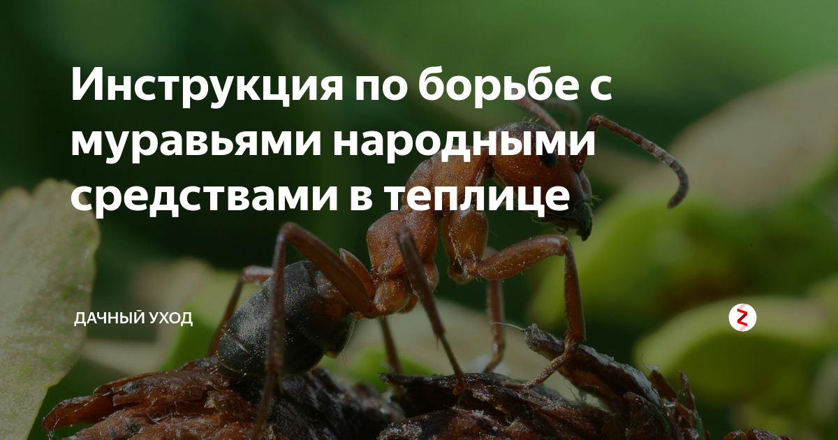 тараканы борьба народные средства