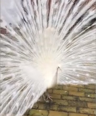 Фото: скриншот/SWNS