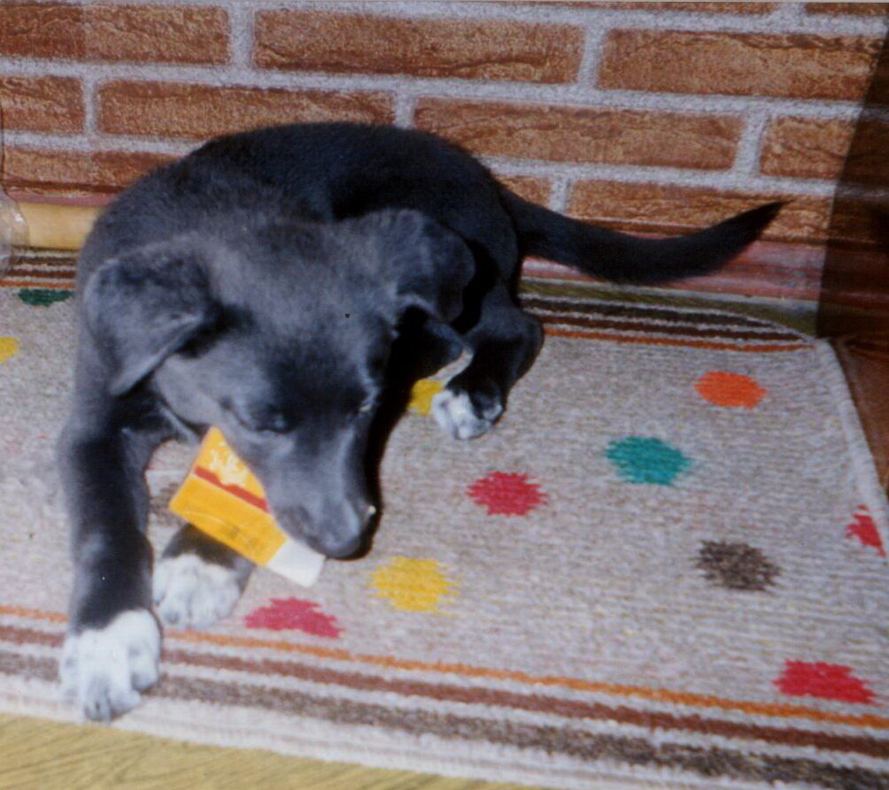 Первые дни дома, Спит еще на коврике в коридоре. Ну-ну, ровно 2 дня, до приезда хозяина)