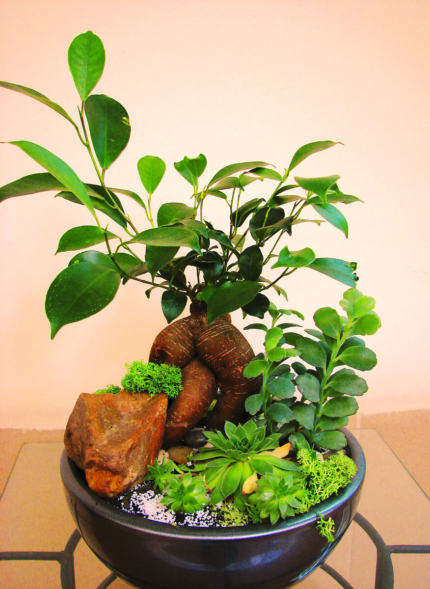 Замиокулькас Ficus фикус