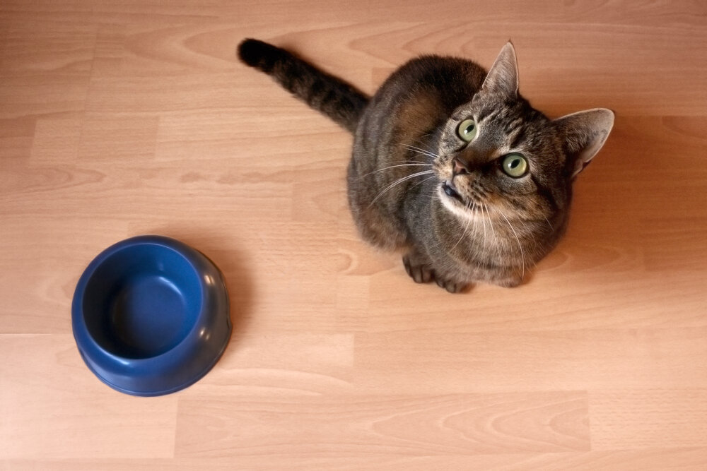 Почему кошка стала очень много есть?