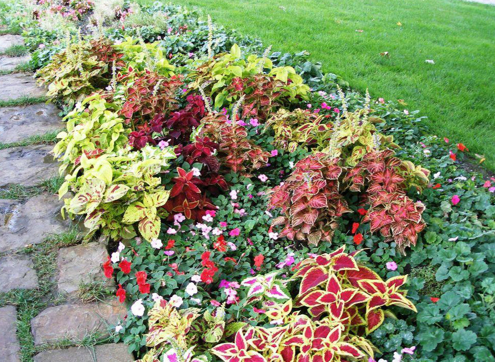 Ваш сад будет сиять яркими красками все лето !!