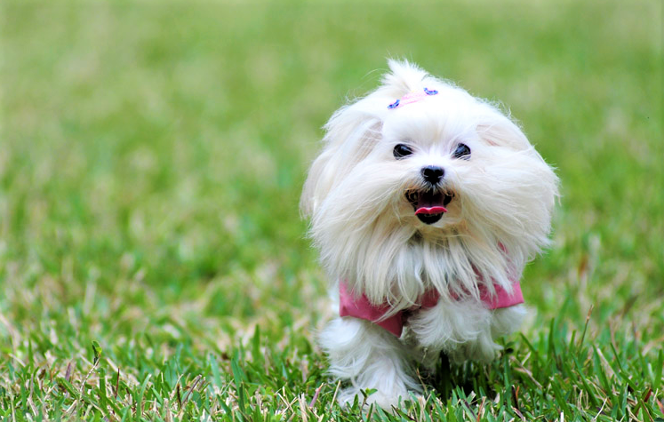 Тем кому интересно, порода этой милой собачки Мальтезе (Мальтийская болонка). Ставь 👍 за нее)