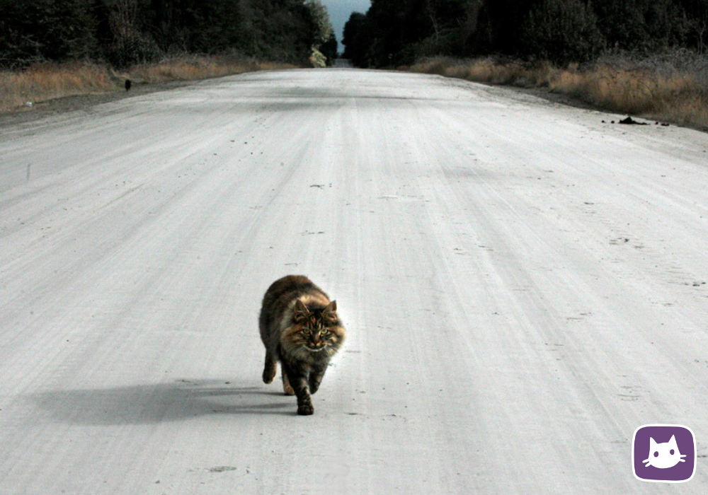 🐾Как кошки находят дорогу домой | Нос, хвост, лапы | Дзен