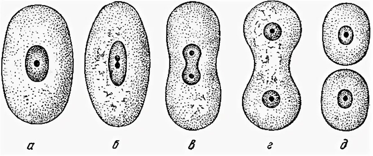 На рисунке изображено простейшее. Амитоз деление растительной клетки. Процесс деления клетки. Амитоз у амебы. Деление живой клетки.