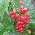 Сорт смородины Боскопский великан относится к европейскому подвидуСмородина сорта Ночка плодоносит на второй год после посадкиСмородина Надежда осыпается после созревания плодов
 