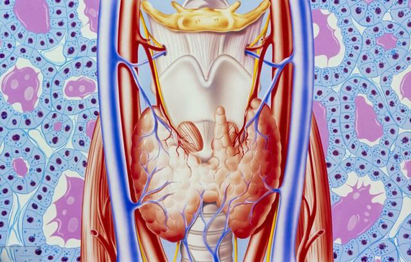 Щитовидная железа биология 8. Щитовидная железа иллюстрация. Здоровье щитовидной железы. Строение человека щитовидная.