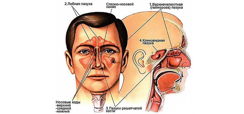 Строение черепа: воздушные пазухи