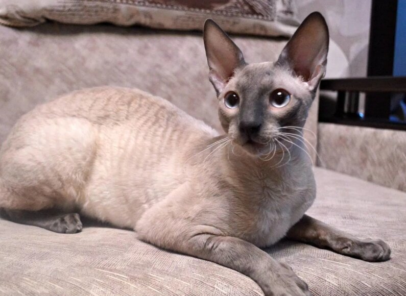 Кошка Корниш-рекс