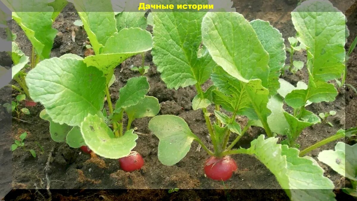 Развитие редиса. Рост редиса. Этапы роста редиски. Стадии развития редиски. Стадии роста редиски.