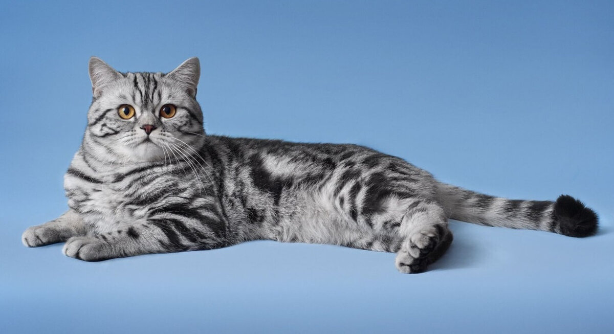 Скоттиш-страйт 🐈 фото кошки, описание породы, характер, уход за шотландской прямоухой кошкой