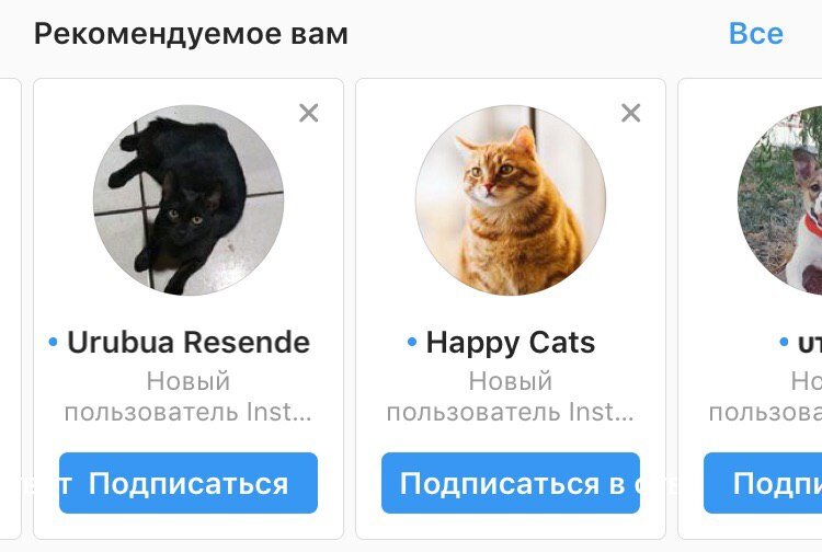 Продвижение аккаунта кота в Инстаграм