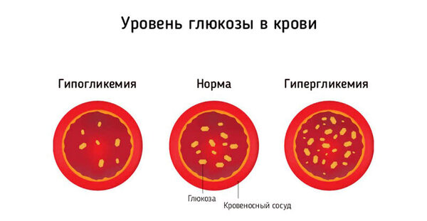 Схема транспорта глюкозы эритроцитами