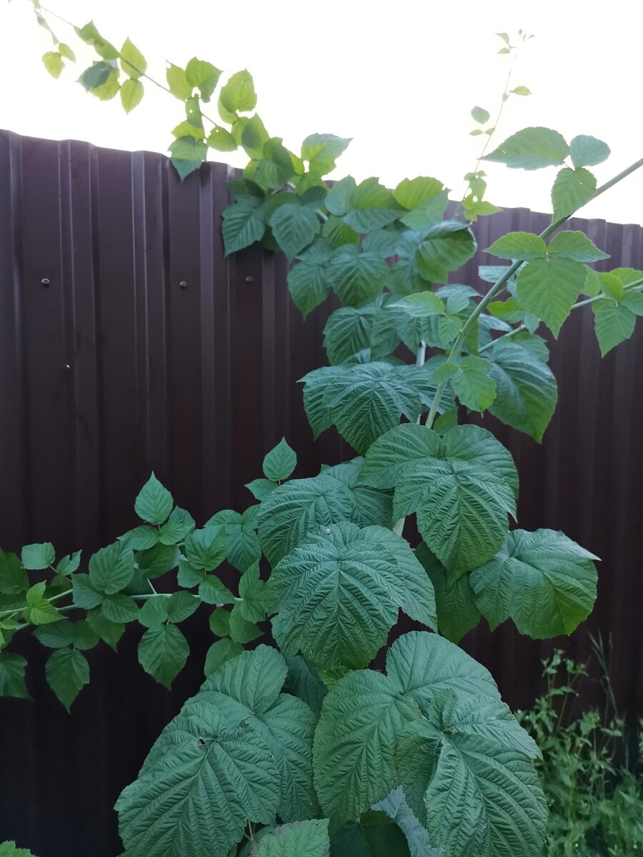 Та самая "ежевика". Высота забора 2м. Оцените длину плетей!