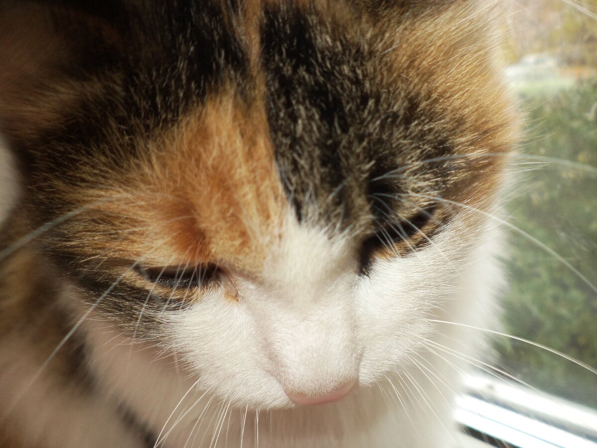 Цвета:  "Не виновата я!"