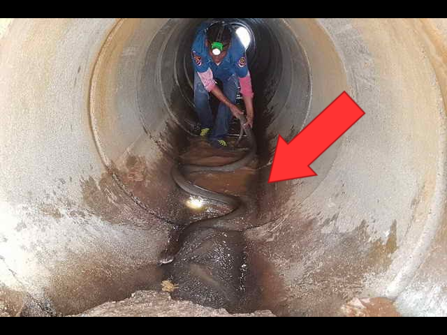 Гигантская кобра в канализации