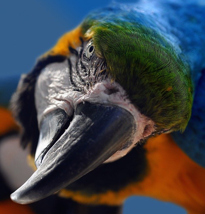 Источник: https://cdn.pixabay.com/photo/2013/04/05/19/17/ara-100880_960_720.jpg