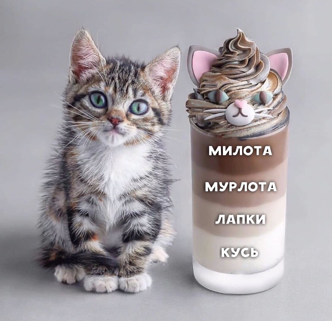 Технические характеристики кота. Источник: Яндекс картинки. 