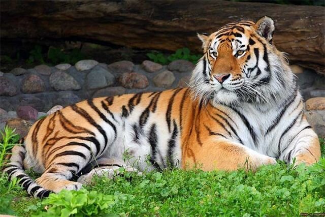 Тигр – образ жизни амурской кошки, интересные факты | Моя скотинка | Дзен