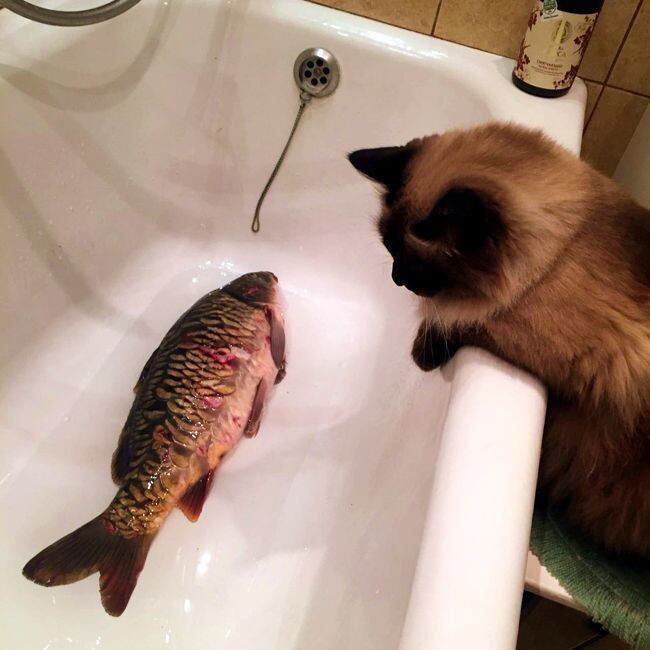 Изображение iskra-kungur.ru