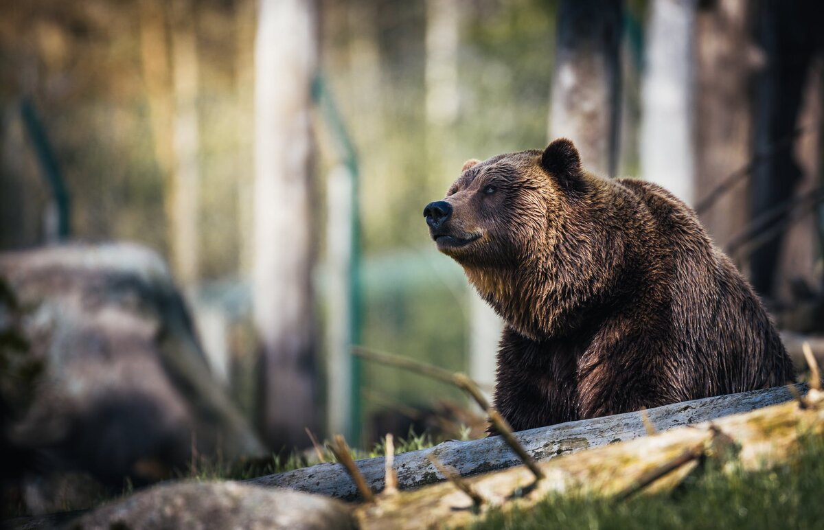 Фотография Janko Ferlic