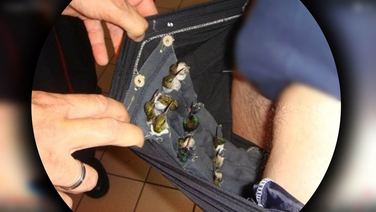 Датчанин пытался провезти в штанах бедняжек колибри.