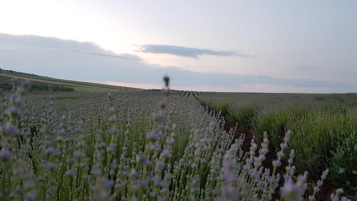 Болгария, 04.06.19г.