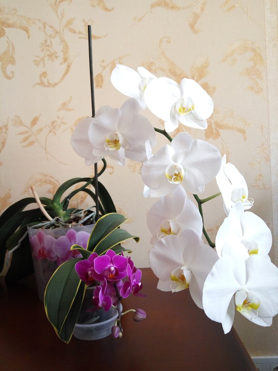 Фаленопсисы