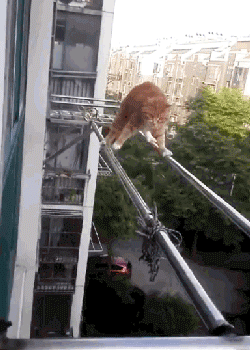 источник: http://ilovefunnyanimal.blogspot.com/