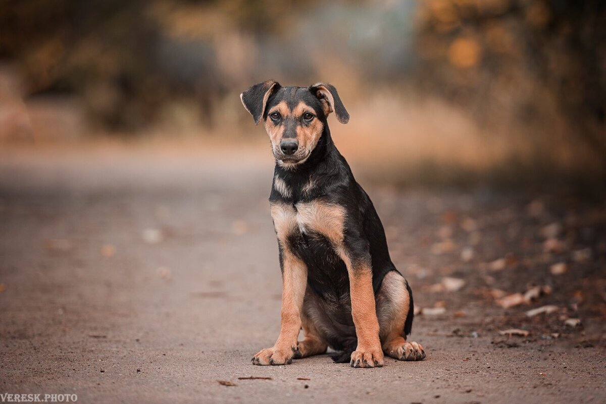 Малышка Амели из приюта «Красная сосна»