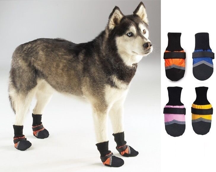 Сибирский хаски в обуви