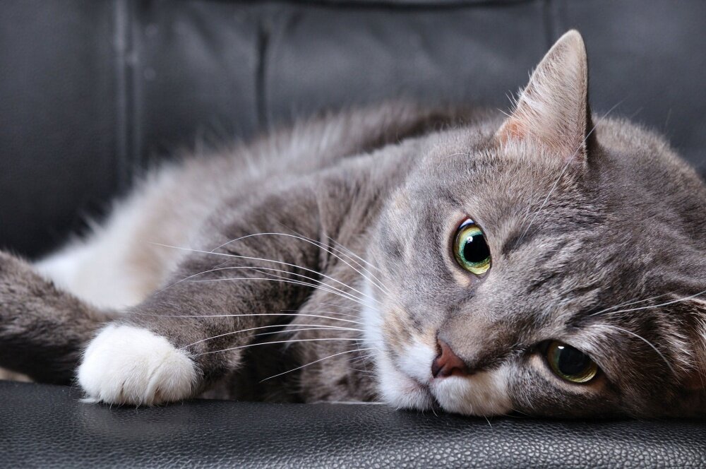 Кошка чихает: причины, симптомы, лечение | CRAVE™