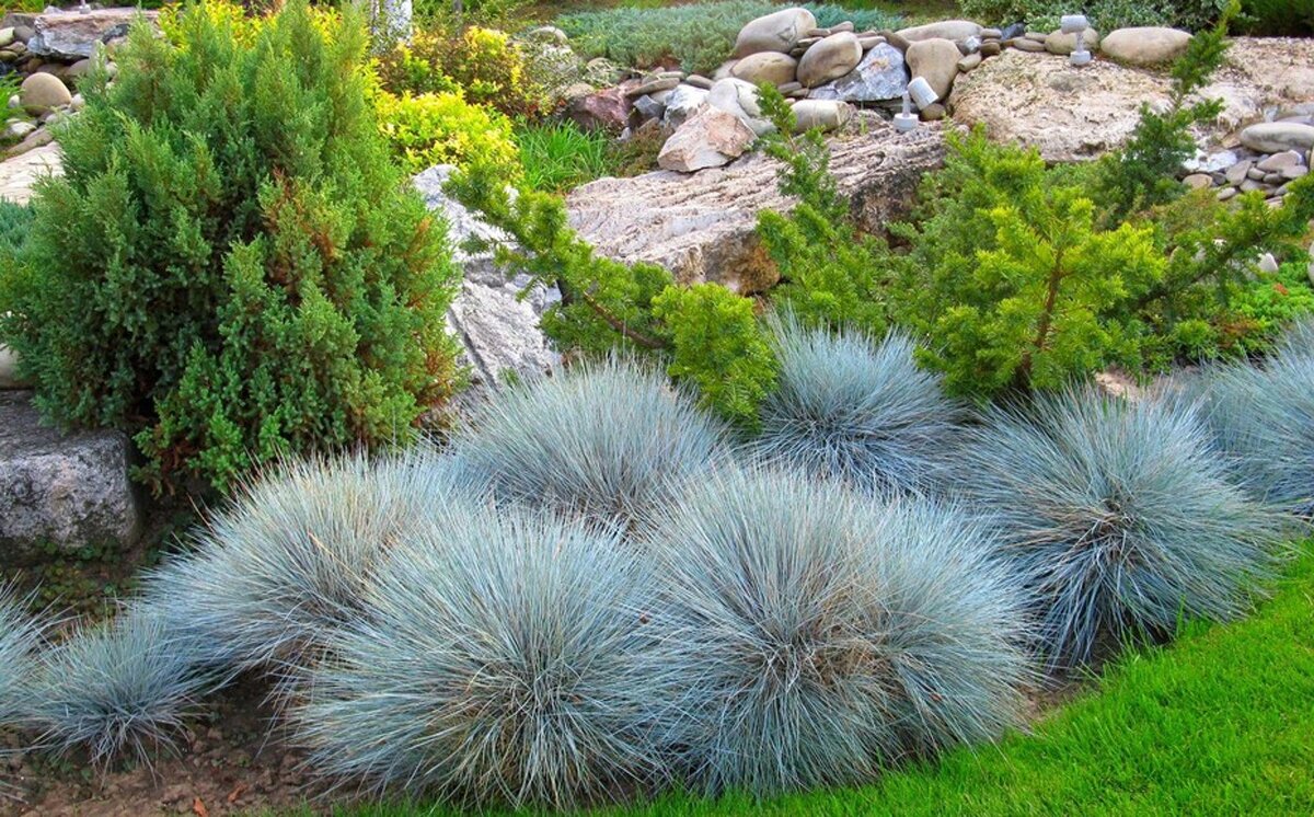 Овсяница сизая (Festuca glauca)