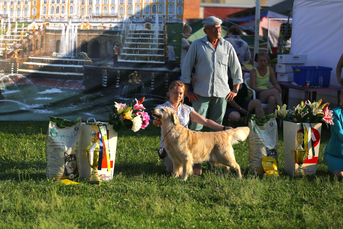 Золотистый ретривер Ара Мегги Муни "Мегги" на выставке собак. Лучший Представитель Породы и 8-ой группы.