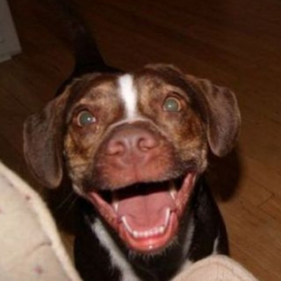 Улыбака. фото взято из яндекс -картинки