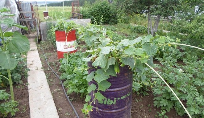 Как можно применить старые и ржавые бочки на даче с пользой