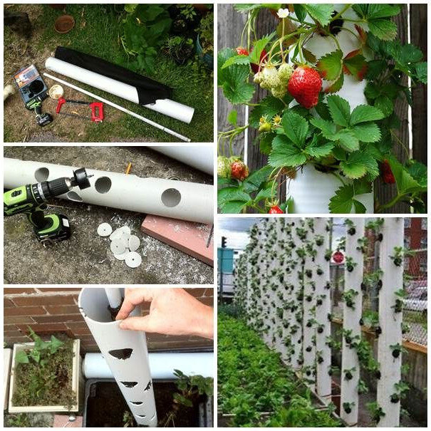 Супер идея!!! Выращивание клубники в трубах ПВХ | Mir na Ladoni | Дзен