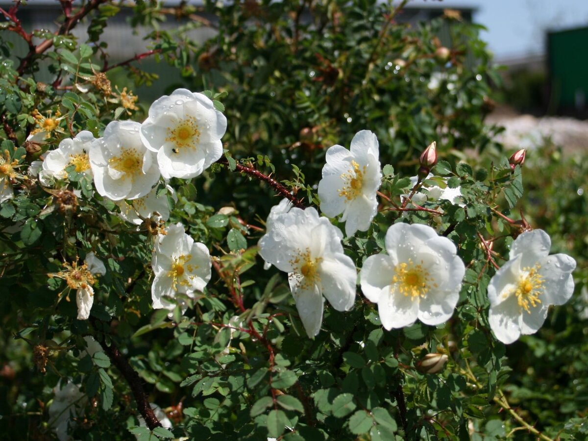 Роза бедренцеволистная Rosa pimpinellifolia