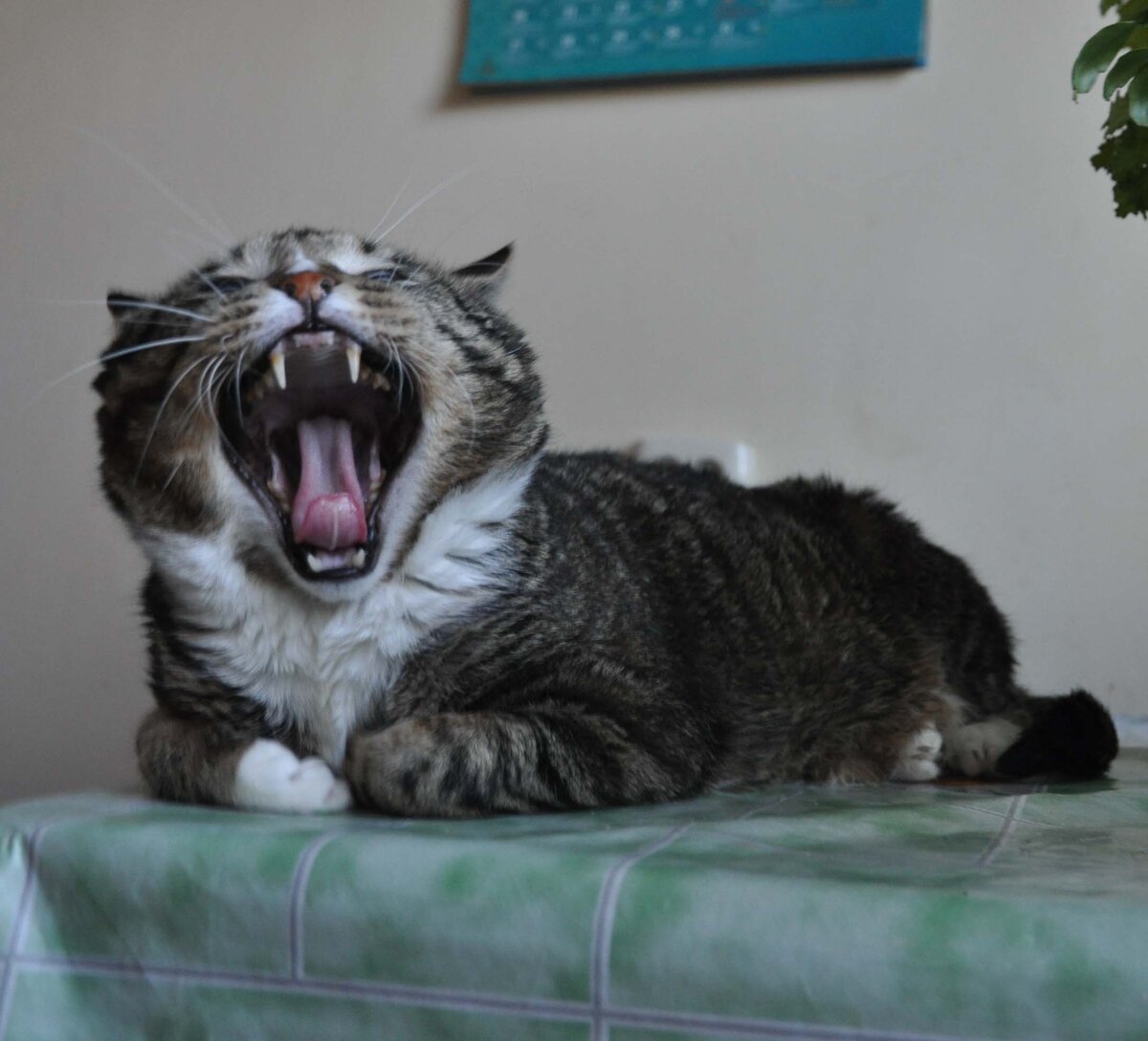 раньше всех проснулся кот поднял рыжий хвост