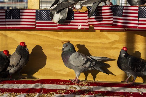 Группа, называющая себя PUTIN, Pigeons United To Interfere Now, берет на себя ответственность за голубей в шляпах MAGA в Лас-Вегасе. Один из голубей был украшен париком в стиле Дональда Трампа. Голуби объединились, чтобы вмешаться сейчас