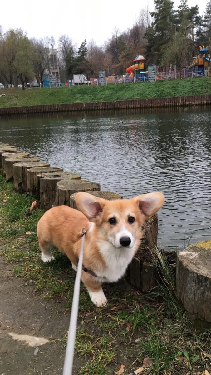 Ушастый на прогулке. С папой))) 