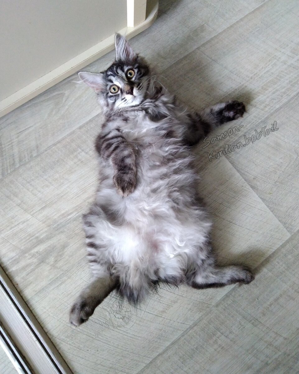 Фото автора. Самсону 3 месяца.