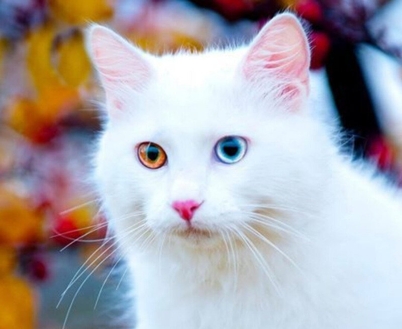 Красивая кошка с разными глазами - турецкий ван, который любит воду | КОТ  ГОВОРИТ | Дзен