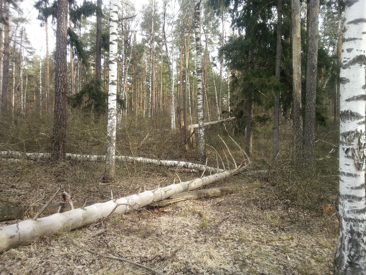 В лес с двумя ножами \ Выживальщикам не читать